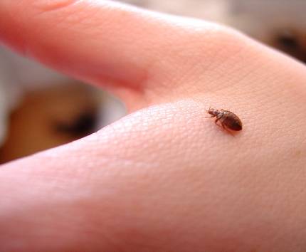 Bed Bug on Hand