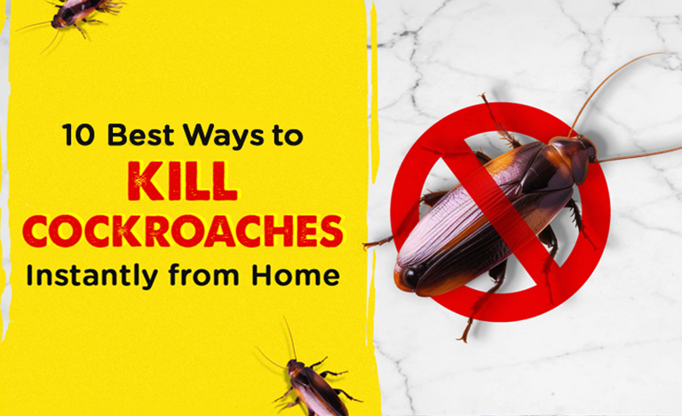 10 Best Ways To Kill Cockroaches Instantly from Home