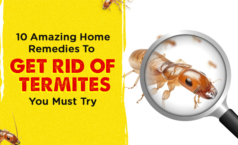 10 Amazing Home Remedies To Get Rid of Termites You Must Try