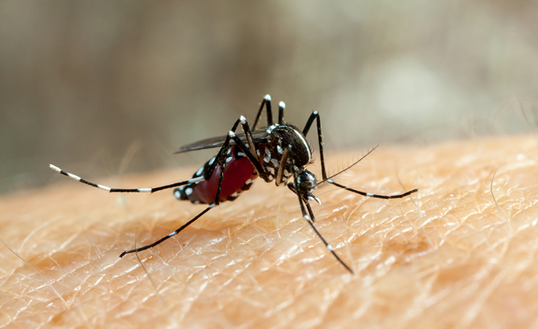 Top 3 Benefits of Professional Mosquito Spraying