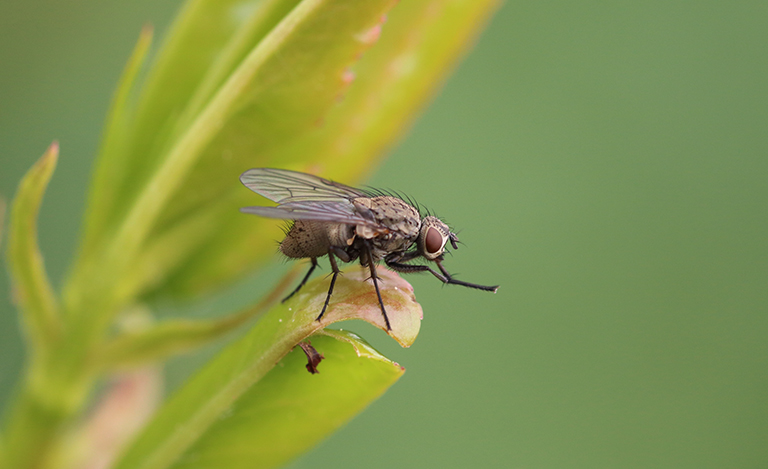 How does a housefly spread diseases?