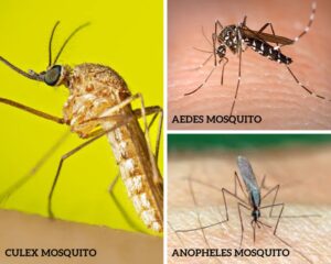 Mosquito Species