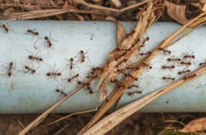 Ant Pest Control Services
