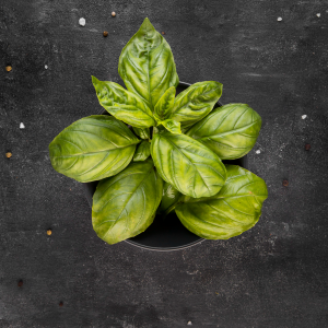 Basil Plant
