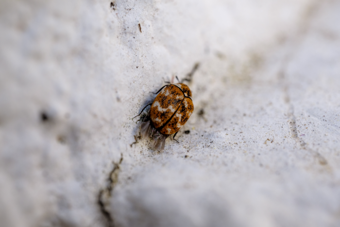 Bed Bug Infestation