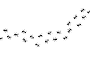 Ant Behaviour
