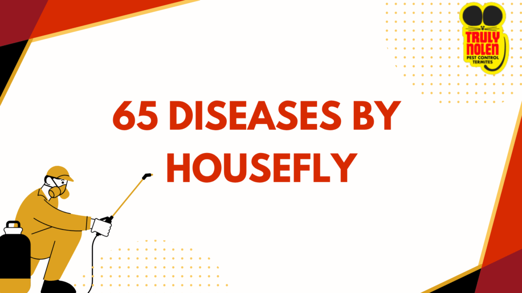 65 Diseases By Housefly