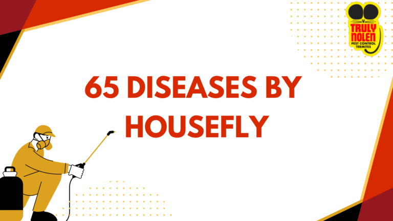 65 Diseases By Housefly