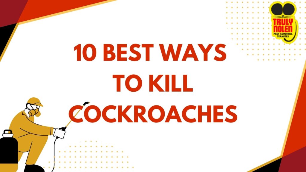 10 Best Ways to Kill Cockroaches