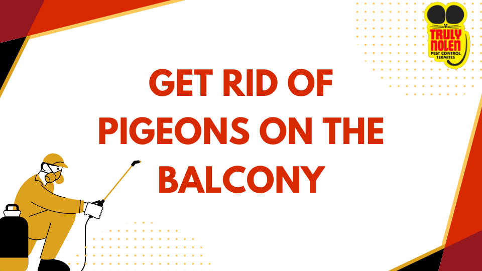 Get Rid of Pigeons on the Balcony
