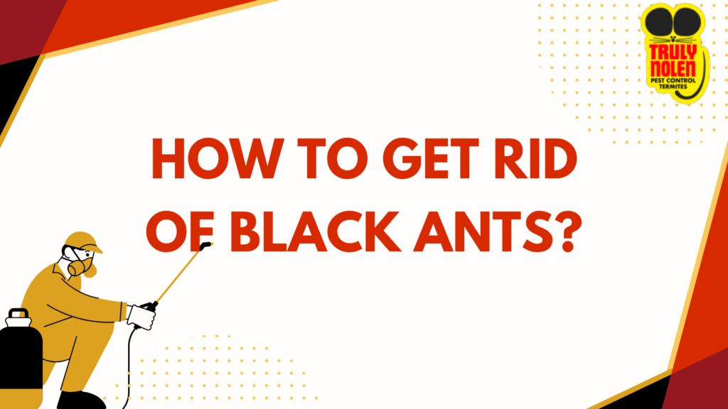 Get Rid of Black Ants