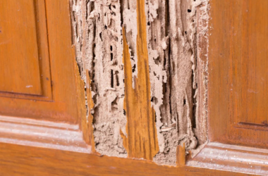 Termite Treatment For Home