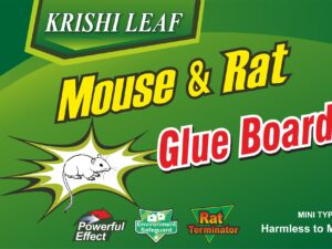 Glue Board - Front